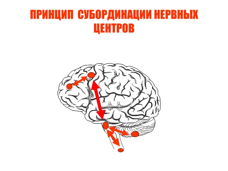 ПРИНЦИП  СУБОРДИНАЦИИ НЕРВНЫХ ЦЕНТРОВ